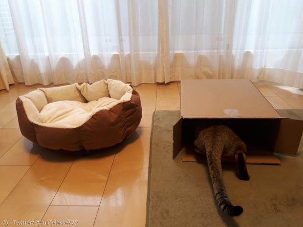 다른 집사도 공감했다. 싸든 비싸든 침대는 고양이에게 무용지물이다. [출처: Twitter/ AzulCeleste722]