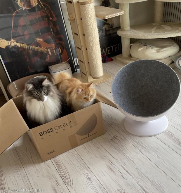 고양이 2마리 모두 새 침대 대신에 종이상자를 선택했다. 역시 고양이의 최애는 상자다. [출처: Twitter/ NEKOLAND13]