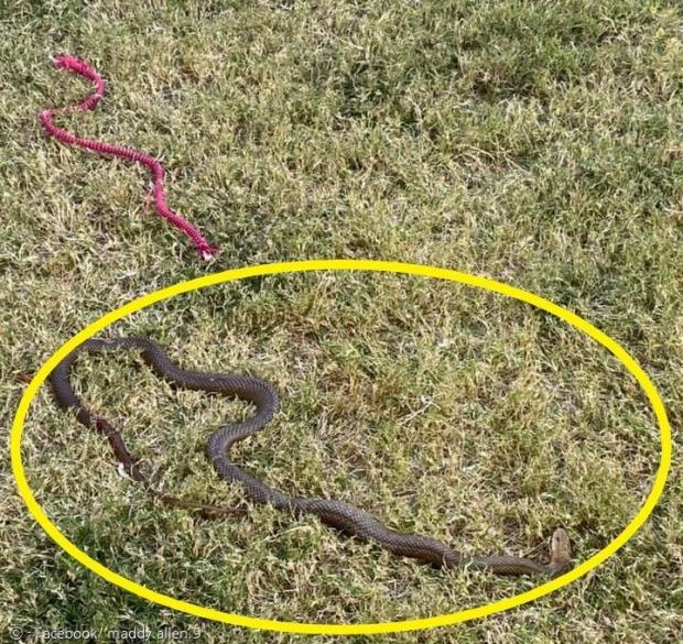 뱀 전문가가 보호자의 집에서 밀리를 문 뱀(노란 원)을 찾아냈다. 오스트레일리아에 주로 서식하는 이스턴 브라운 스네이크라고 한다.