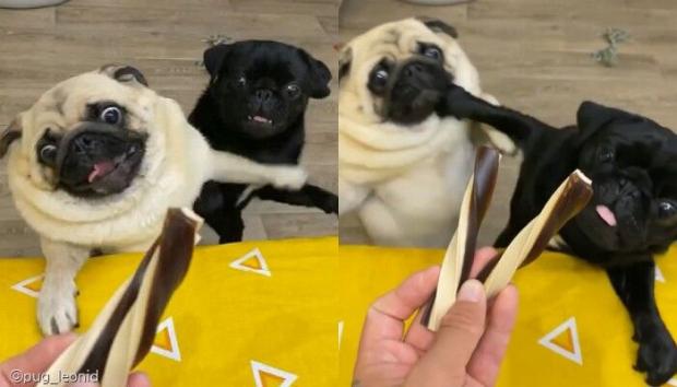 펀치펫 이미지