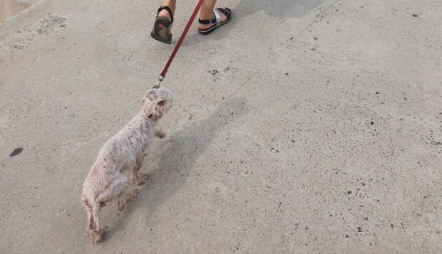 해운대 해수욕장에서 물에 젖은 강아지가 견주를 힘겹게 따라가는 모습. 온라인 커뮤니티 네이트 판. 