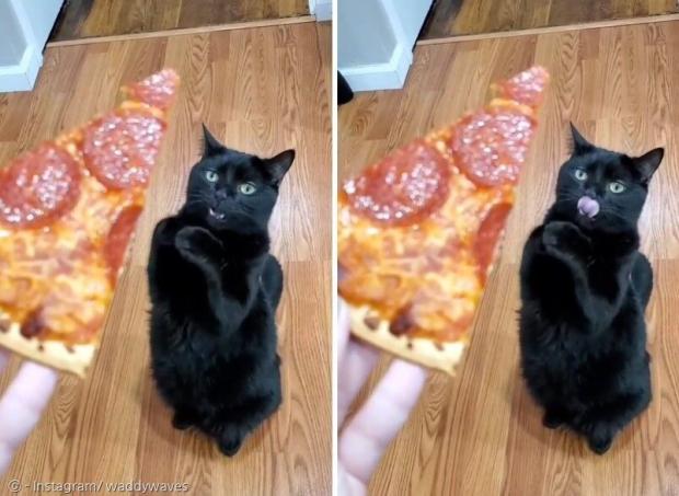 피자 한 조각을 달라고 공손히 비는 고양이 와디. [출처: 와디 인스타그램]