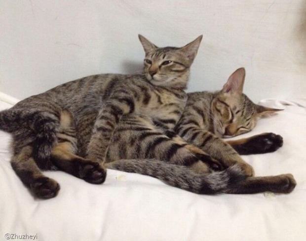 '지아시안구이'와 친남매인 '단시아오구이'는 지난해 림프종양으로 인해 먼저 고양이별로 떠났다.