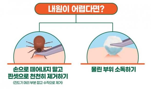 산책 뒤 반려견의 몸에서 진드기를 발견했다면 동물병원에서 처치를 받는 것이 권장된다. 