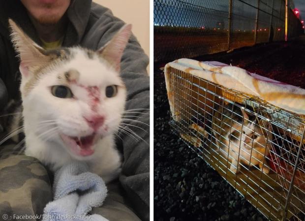 고양이 에토레가 실종 18일 만에 존 F. 케네디 국제공항 활주로에서 무사히 구조됐다. 코에 상처(왼쪽 사진)가 생기고, 체중이 1킬로그램 넘게 빠졌다. [출처: 존 디배커 페이스북]