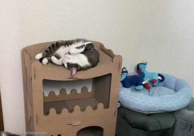 고양이 침대 놔두고 놀이터에서 자는 3년차. 일단 고양이 침대에서 벗어난 것만 봐도 긴장감이 풀어진 것을 알 수 있다.