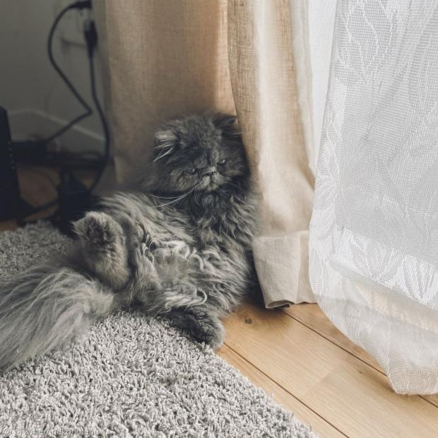 한 집사가 이달 들어 5개월 된 회색 고양이 모네를 임시보호하기 시작했다. [출처: Twitter/ nekonotehu]