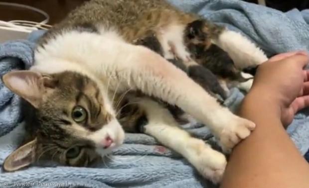 집사가 잠든 사이에 만삭의 고양이가 새끼고양이 5마리를 낳고, 아침에 깬 집사의 팔에 꾹꾹이를 했다. [출처: Twitter/ Deguhaya1]