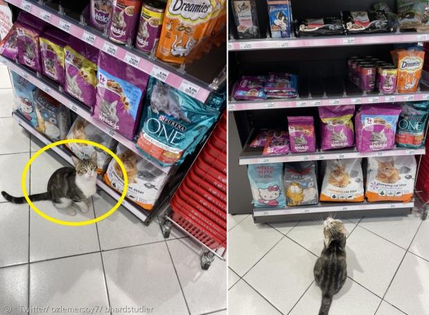 터키 최대 도시 이스탄불의 슈퍼마켓에서 길고양이 녹타가 고양이 사료 코너 앞에서 아픈 척, 배고파서 어지러운 척 연기해서 하루 10끼를 먹는다고 한다. [출처: 트위터]