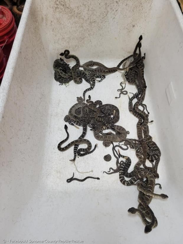 한 가정집 아래에서 나온 북태평양 방울뱀들. 전문가가 며칠에 걸쳐 총 92마리를 생포했다. [출처: Facebook/ Sonoma-County-Reptile-Rescue]