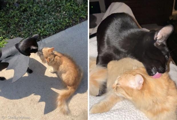 검은 고양이 닉과 황색 고양이 샤키라는 2년 우정 끝에 가족이 됐다. [출처: 셸비 하이먼]