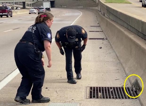 미국 경찰들이 고속도로 갓길에서 새끼고양이(노란 원)를 구조한 후 고양이 이름을 공개 투표했다. [출처: 포트워스 경찰 트위터]