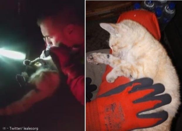 후안 카를로스 누니에스 하사가 화산 현장에서 새끼고양이에게 심폐소생술을 해서 살려냈다. [출처: Twitter/ lealesorg]
