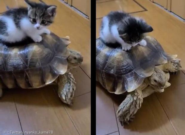 갓 태어난 새끼고양이가 자신보다 나이 많은 거북의 등에 겁 없이 앉았다. [출처: Twitter/ nyanko_kame78]