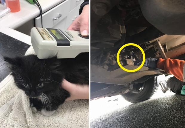 밴 엔진에 매달려서 88㎞를 여행한 새끼고양이 링고. RSPCA는 고양이 간식(노란 원)으로 링고를 엔진 밖으로 나오게 유도했다. [출처: RSPCA 트위터]
