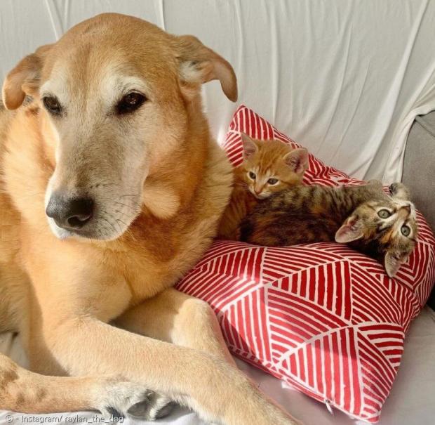 왼쪽부터 아빠가 돼준 레일런, 새끼고양이 론과 허마이오니 남매. [출처: Instagram/ raylan_the_dog]