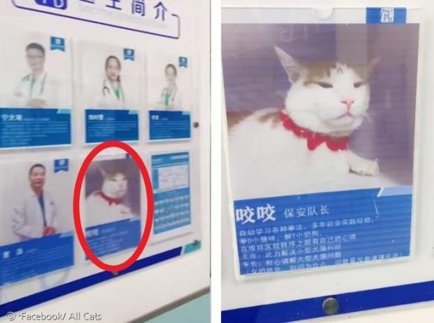 동물병원 직원 게시판에 당당하게 올라간 고양이 보안대장 야오야오. [출처: Facebook/ All Cats]