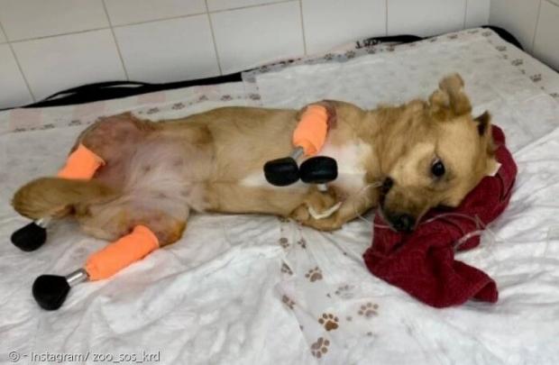 러시아 숲에 버려진 개 모니카가 네 발에 의족을 달고, 새 삶의 첫 발을 내디뎠다. [출처: Instagram/ zoo_sos_krd]