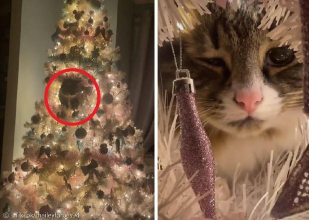 3살 고양이 덱스터(빨간 원)는 매일 밤 크리스마스 트리에 올라갔다가, 집사에게 걸리자 윙크하며(오른쪽 사진) 능청스럽게 넘어가려고 했다. [출처: 헤일리 포브스 틱톡]