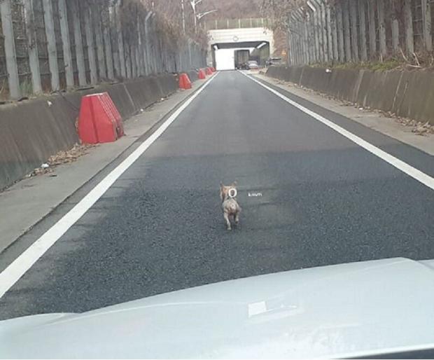 고속도로 나오는 1차선 도로에서 서성대던 강아지. 독자 제보 