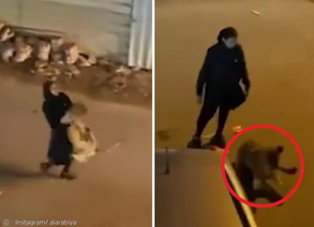 쿠웨이트에서 검은 히잡 차림의 여성이 어린 사자(빨간 원)를 번쩍 안아들고 가는 모습이 포착됐다. [출처: 알 아라비야 인스타그램]