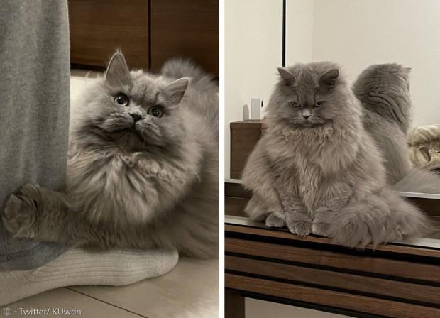 고양이 칸키치의 평소 모습(왼쪽)과 그날 아침의 표정. [출처: Twitter/ KUwdn]