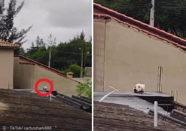 한 남성이 우연히 지붕 위에서 개(빨간 원)를 본 줄 알았다. [출처: TikTok/ cactusshark888]