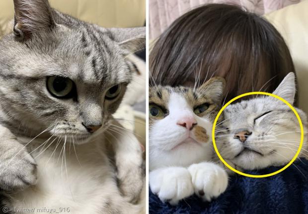 엄마가 안아줬을 때(왼쪽)보다 딸이 안아줬을 때 더 좋아한 고양이 사스케(노란 원). [출처: Twitter/ mifuyu_916]
