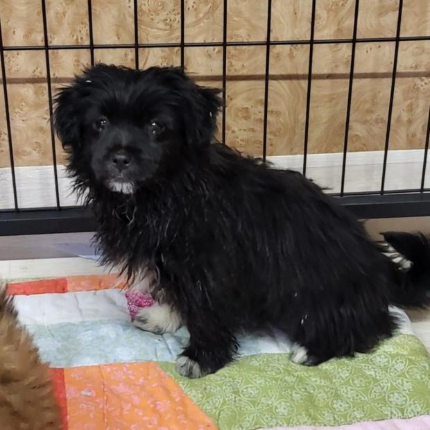 사진 동물보호관리시스템 