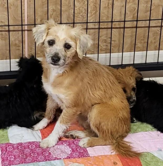 사진 동물보호관리시스템 