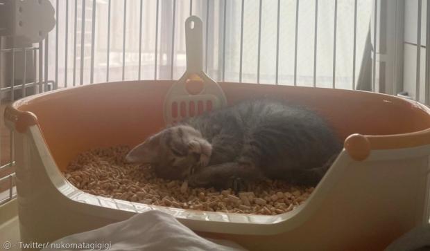 배변함이 마치 아늑한 침대인 양 꿀잠을 자는 아기고양이. [출처: Twitter/ nukomatagigigi]