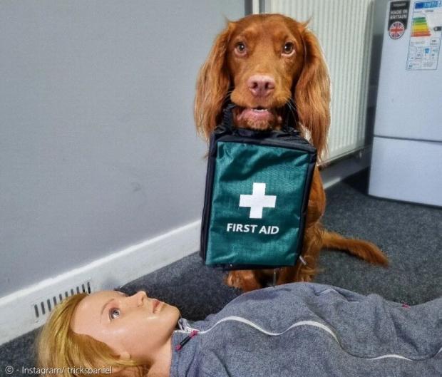 2살 코커스패니얼 반려견 리오는 심폐소생술을 할 줄 안다. [출처: Instagram/ trickspaniel]