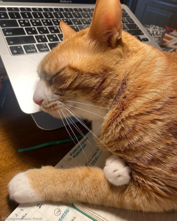고양이에게 160만원짜리 노트북 뺏긴 사연 