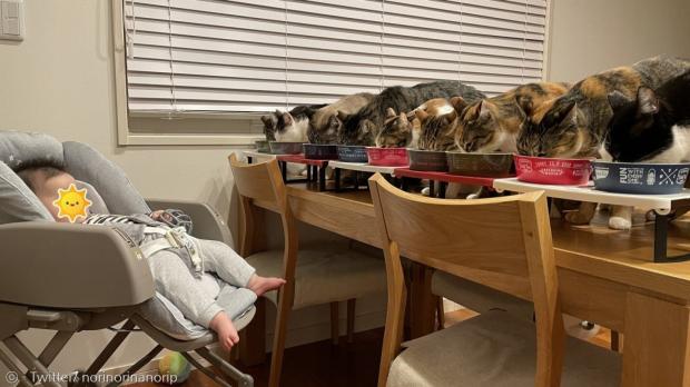 고양이 9마리와 반려견 2마리가 사는 집에 집사 부부가 갓난아기를 데려왔다. [출처: Twitter/ norinorinanorip]