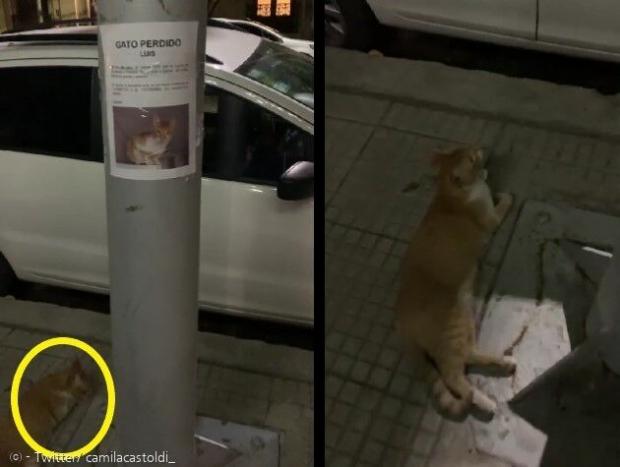 카밀라 카스톨디는 전단지가 붙은 전신주 옆에서 노란 고양이(노란 원)를 발견하고, 실종된 고양이 루이스가 아닌지 확인했다. [출처: 카밀라 카스톨디의 트위터]