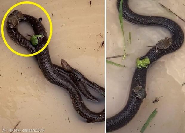 생쥐 2마리와 청개구리, 딱정벌레(노란 원)가 검은 뱀의 등에 올라서 홍수를 피했다. [출처: TikTok/ carleen2332]