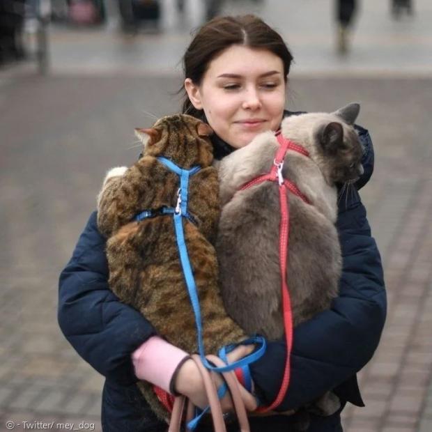 도심에서 고양이 2마리를 안고 다닌 우크라이나 여성. [출처: Twitter/ mey_dog]