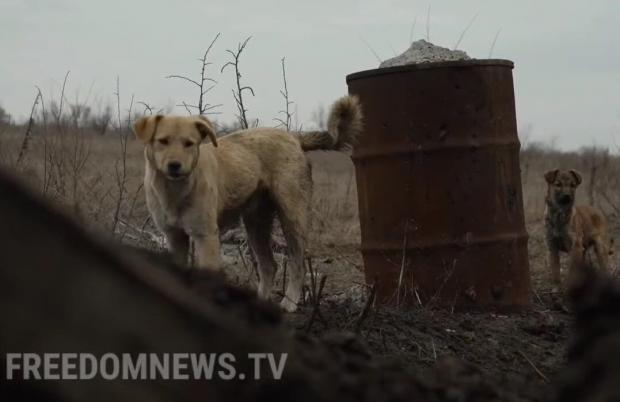 우크라이나군 참호에 다른 개들도 있다. 돈바스에서 태어난 개들도 있고, 떠돌이 개도 있다. 군인들은 이 개들에게 밥을 챙겨준다고 한다.