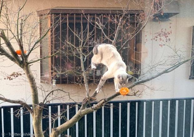 일본화를 그리는 집사가 들새를 관찰하려고 귤을 올려뒀더니, 생각지도 못한 고양이가 나무 위로 올라갔다.