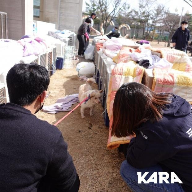 울진군 보호소 보호견들의 산불 대피 모습. 켄넬을 공수하고, 대피처를 마련하느라 동분서주해야했다. 사진 카라. 