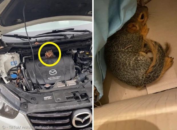 어미 다람쥐(노란 원)가 조던 로즈의 승용차 엔진룸에 둥지를 틀었다. 로즈의 엔진룸에서 새끼 다람쥐(오른쪽 사진)가 나왔다. [출처: 조던 로즈의 틱톡]