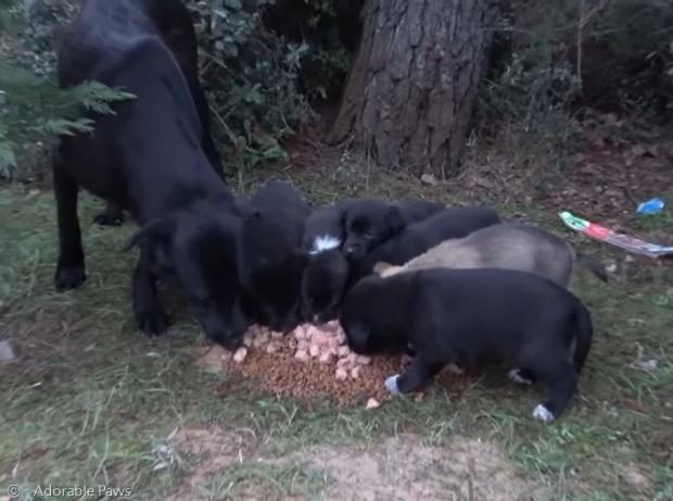배고픔도 참고 강아지들을 챙긴 어미 개가 강아지들과 같이 밥을 먹었다.