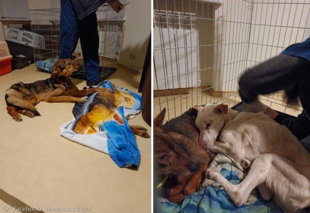 보로디안카 동물보호소에서 구조된 개들. 갈비뼈가 앙상하게 드러났다. [출처: 유애니멀스의 페이스북]