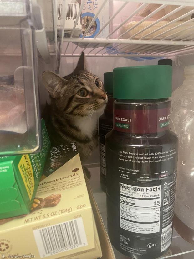 집사가 냉장고 문을 열 때마다 냉장고에 들어가 숨는 고양이 트레버. [출처: 그레이슨 마틴]