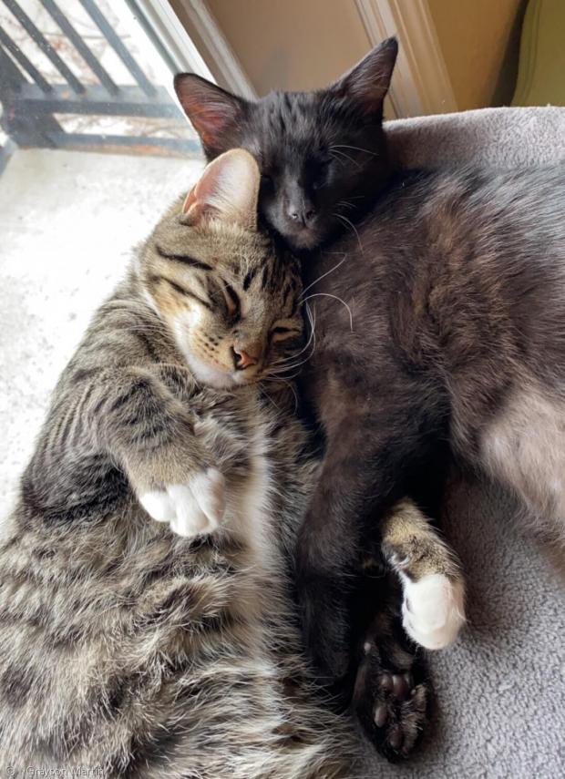 그레이슨 마틴이 키우는 고양이 2마리. 왼쪽이 8개월령 트레버이고, 검은 고양이는 3개월령이다.