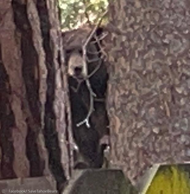 베어 리그가 담장 너머 나무 사이에 숨은 어미 곰 사진을 공개했다. [출처: 베어리그 페이스북]
