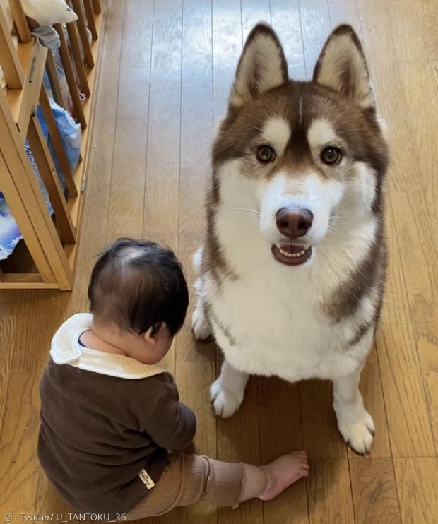 1살 시베리안 허스키 반려견 쿠는 아빠보다 엄마를 더 좋아한다. [출처: Twitter/ U_TANTOKU_36]