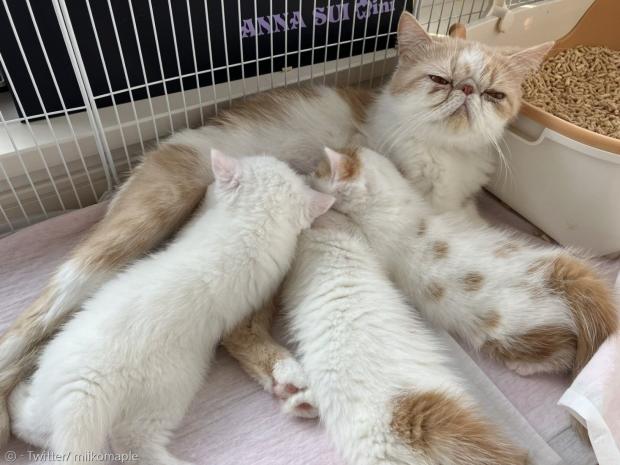 엄마 고양이 키나코가 지난 3월에 새끼고양이 4마리를 낳았다. [출처: Twitter/ miikomaple]