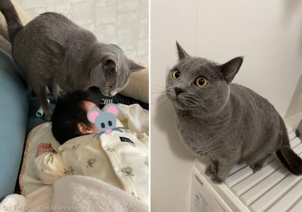 샤트룩스 고양이 치로와 생후 5개월 아기. 둘은 만난지 5개월 된, 서로 알아가는 사이다. [출처: 치로의 트위터]