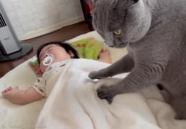 고양이 치로가 잠든 아기에게 꾹꾹이를 했다.